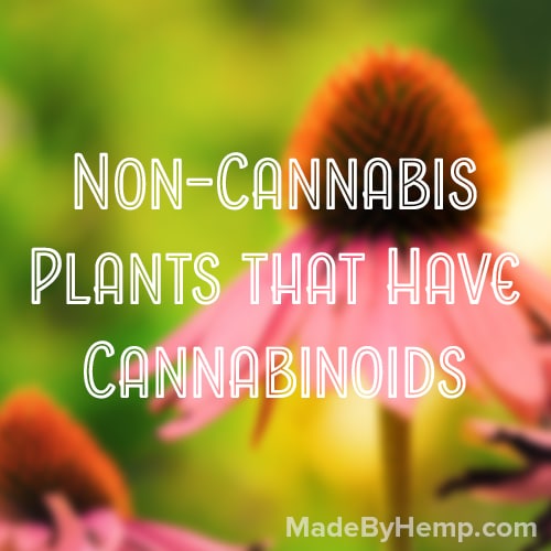 plants that have cannabinoids
