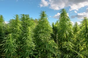 Marijuana Plant Marijuana Plant