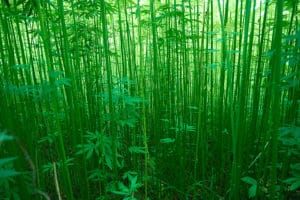 Hemp Plant Hemp Plant