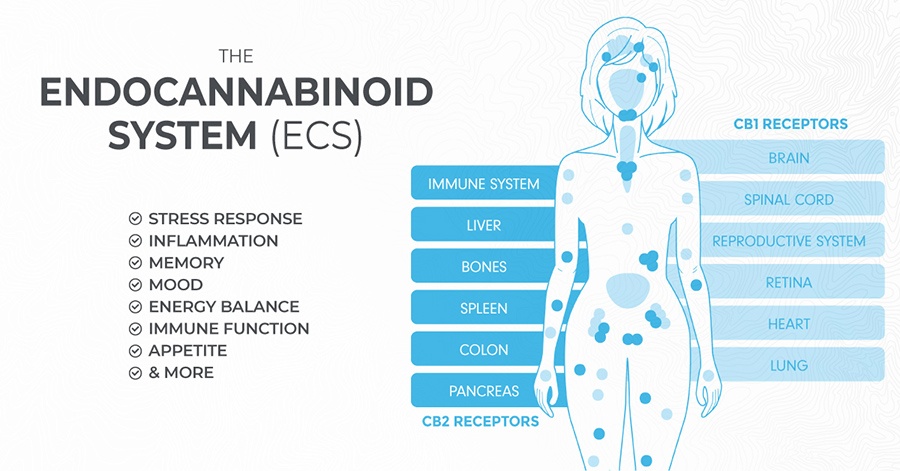 endocannabinoid system ecs
