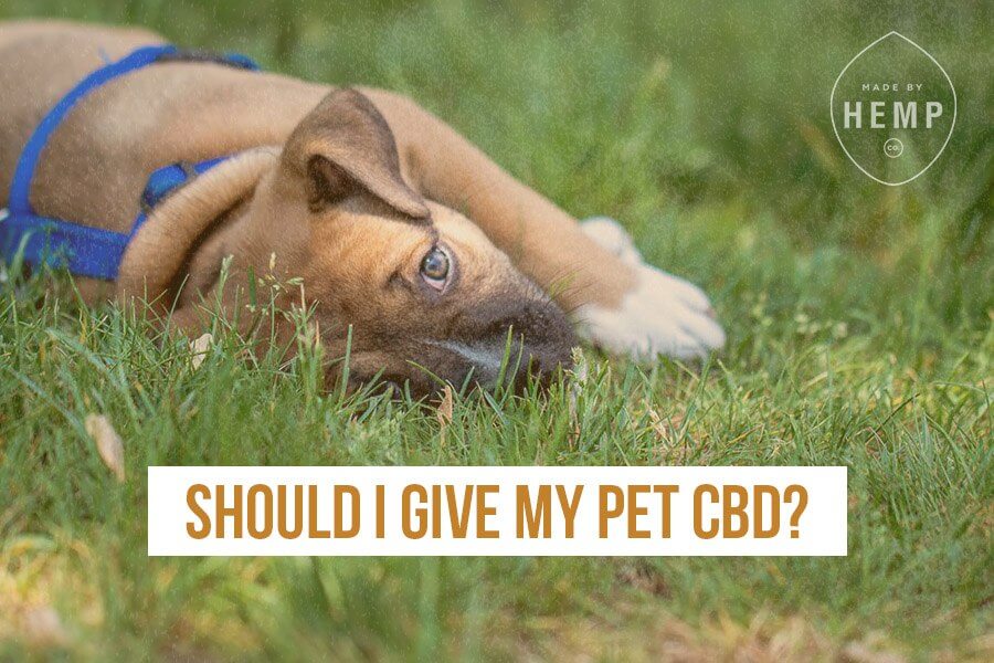 cbd for pets blog