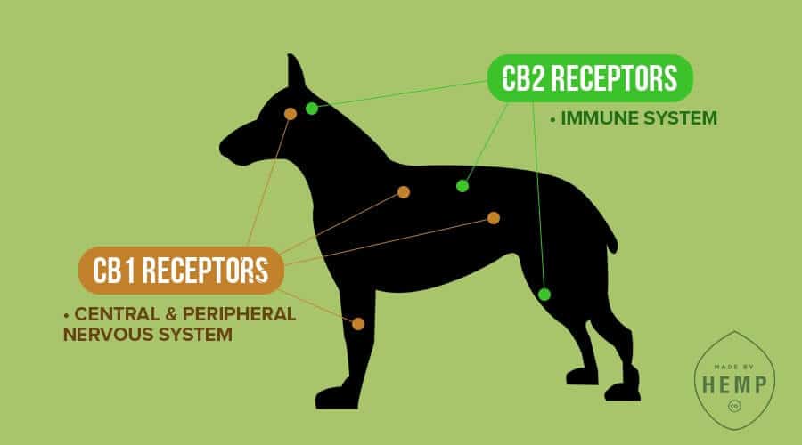 cannabinoid receptors for dogs
