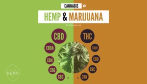 What Are Cannabinoids (and Why Are They Important)? | Made By Hemp