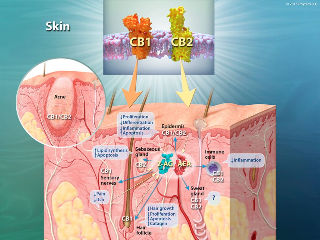 endocannabinoid system in skin