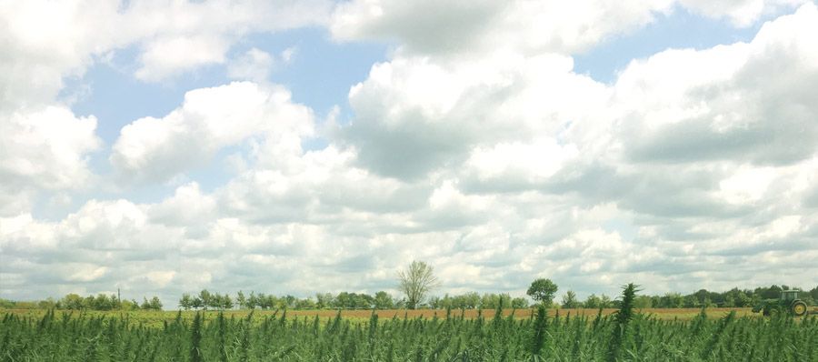 industrial hemp field with clouds landscape