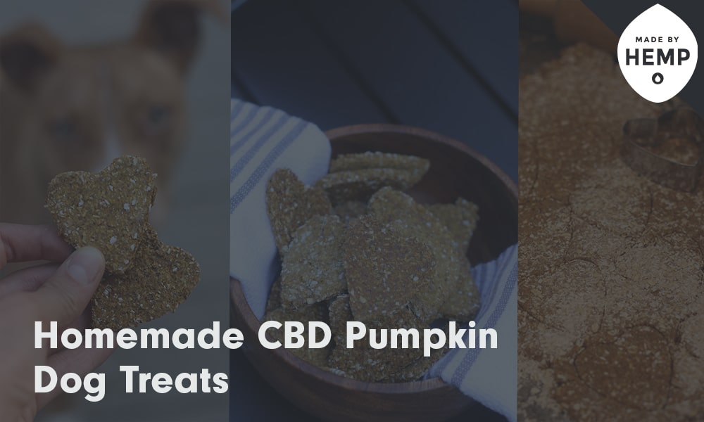 Homemade CBD Pumpkin Dog Treats