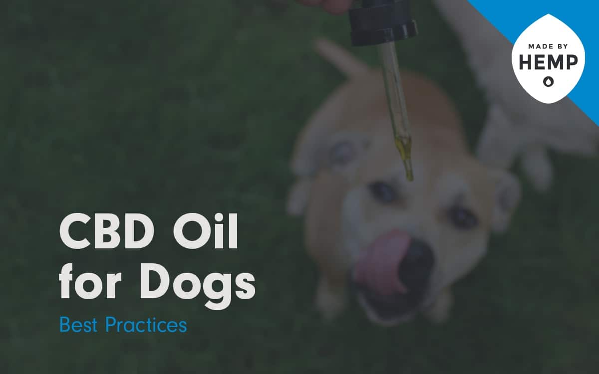 cbd oil for dogs best practices