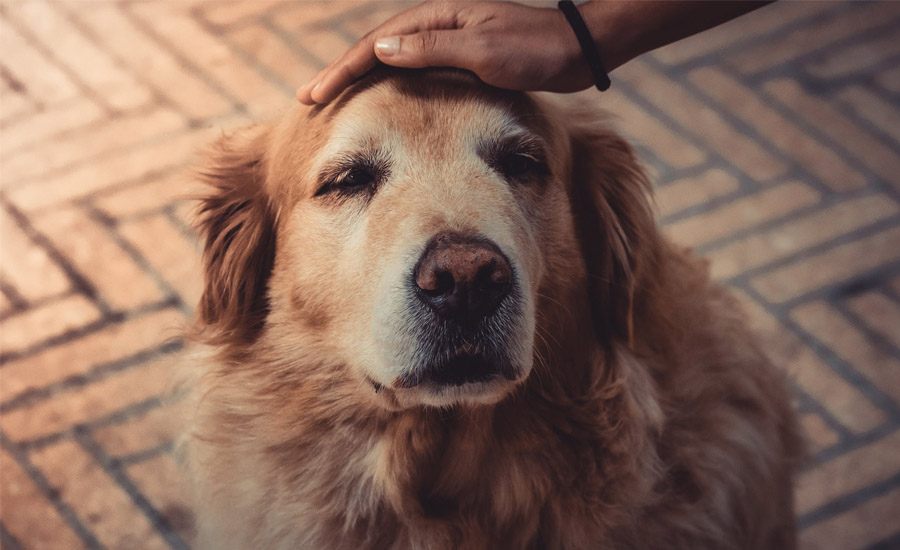 cbd for dogs anxiety