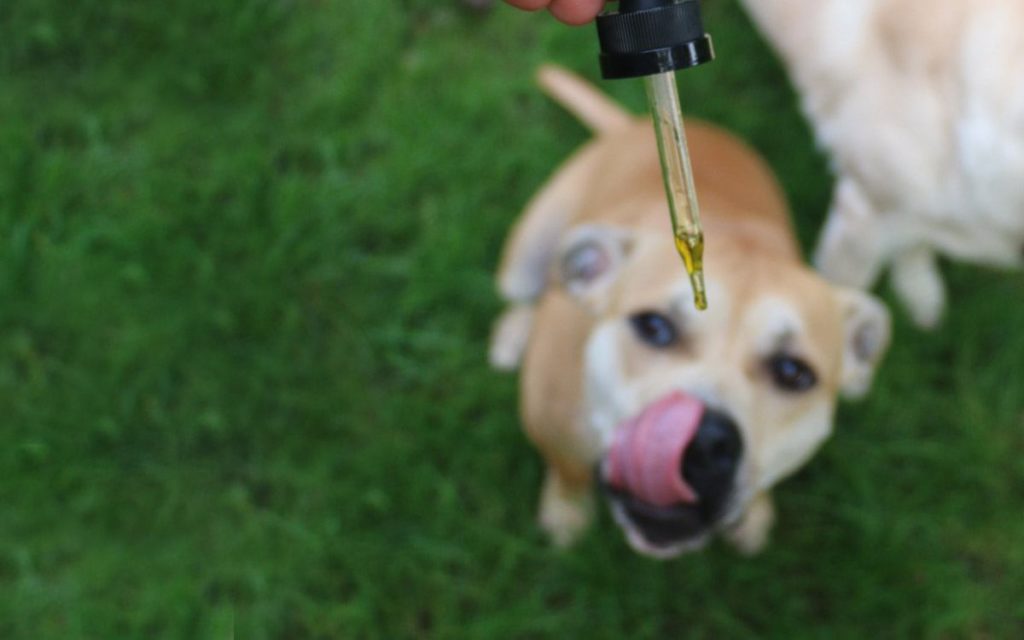 cbd for dogs