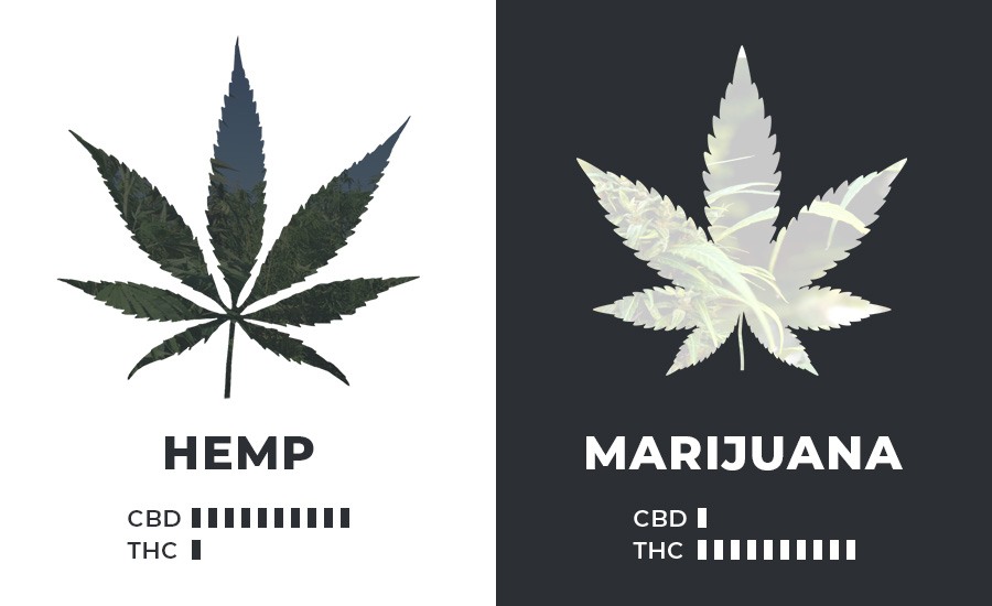hemp vs marijuana cannabinoids