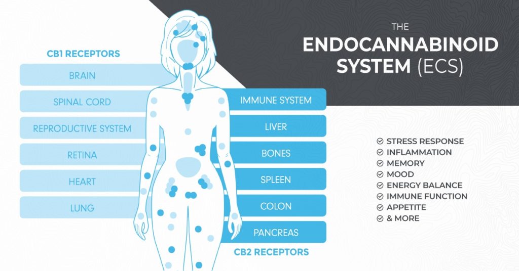 endocannabinoid system ecs
