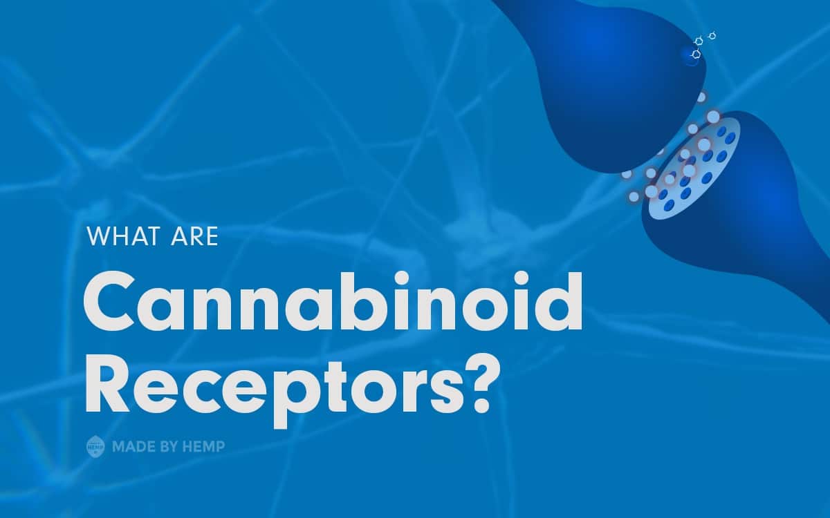 What Are Cannabinoid Receptors