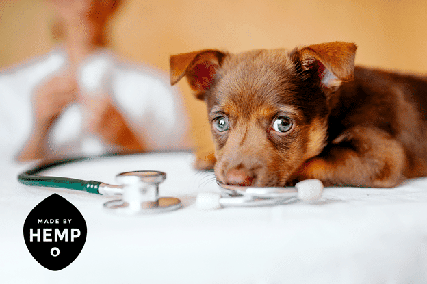 Ways CBD can help your pets